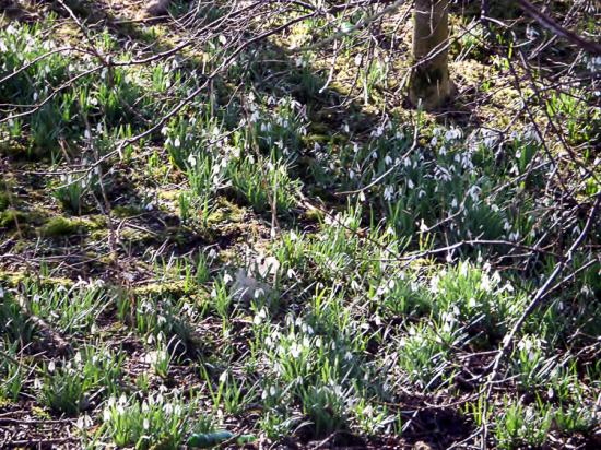 Péronne-en Mélantois 04 03 15 007